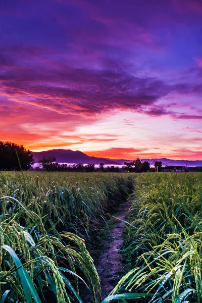 Krajina Neloupané Rýže Pole Oblohou Čase Soumraku — Stock fotografie
