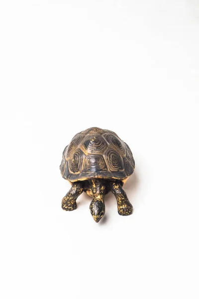 Sköldpadda Vit Bakgrund — Stockfoto