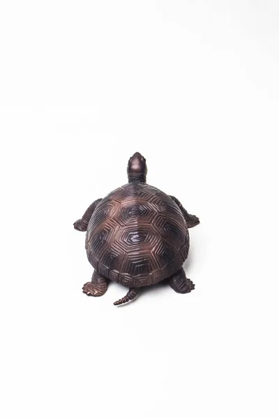 Skildpadde Hvid Baggrund - Stock-foto