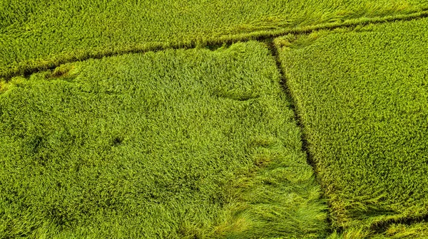 Vista de alto ângulo de campo na Tailândia — Fotografia de Stock