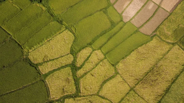 High angle view of Field in Thailand — Stock Photo, Image