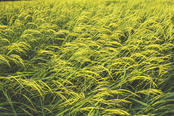Paddy Pirinç Tarlasını Kapatın — Stok fotoğraf