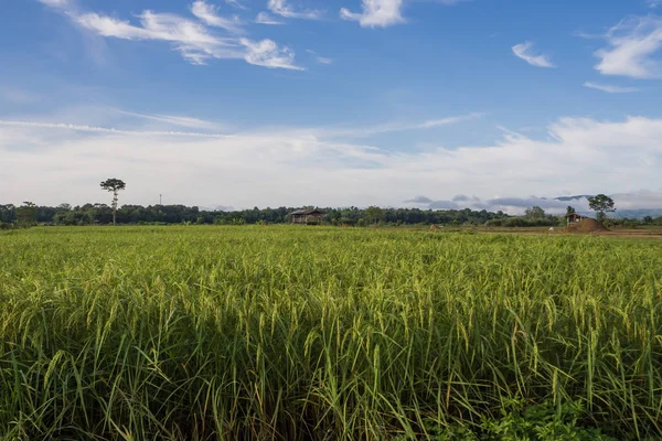 Paddy Rice Field Thailand — Stock Photo, Image