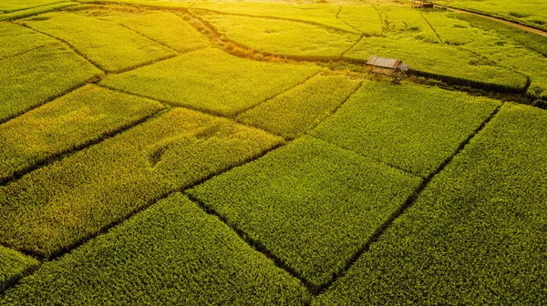 High Angle View Field Thailand — Stock Photo, Image