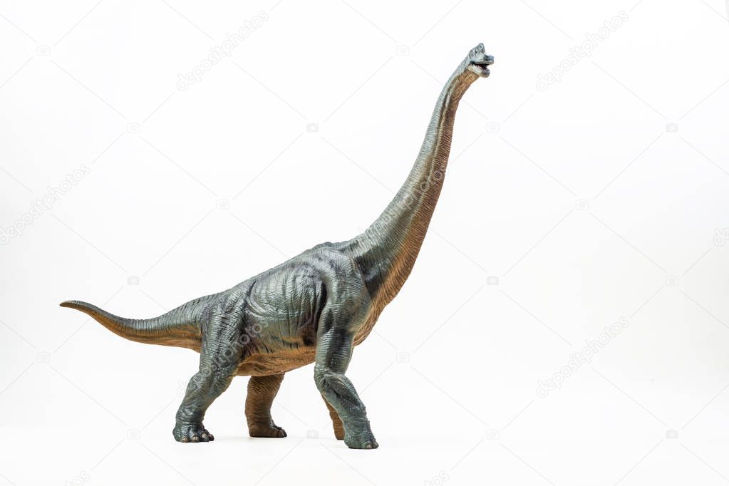 Brachiosaurus ,dinosaur on white background  .