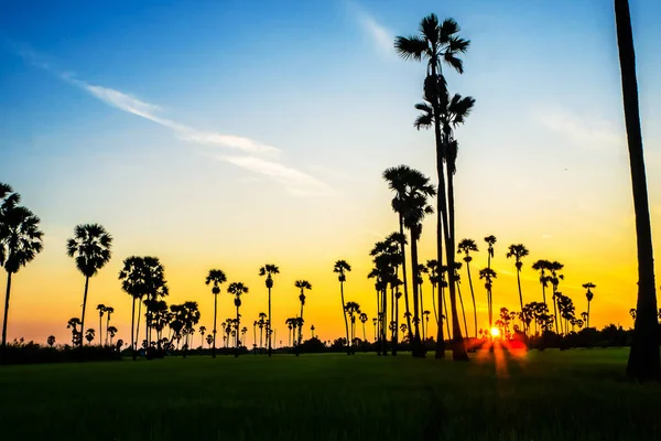 Landschap Palmbomen Voor Suiker Rijst Veld Met Zonsondergang — Stockfoto