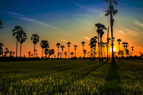 Landschap Palmbomen Voor Suiker Rijst Veld Met Zonsondergang — Stockfoto