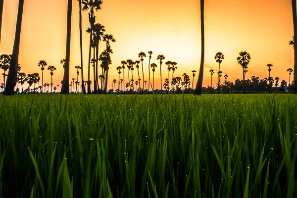 Landschap Palmbomen Voor Suiker Rijst Veld Met Zonsondergang — Stockfoto