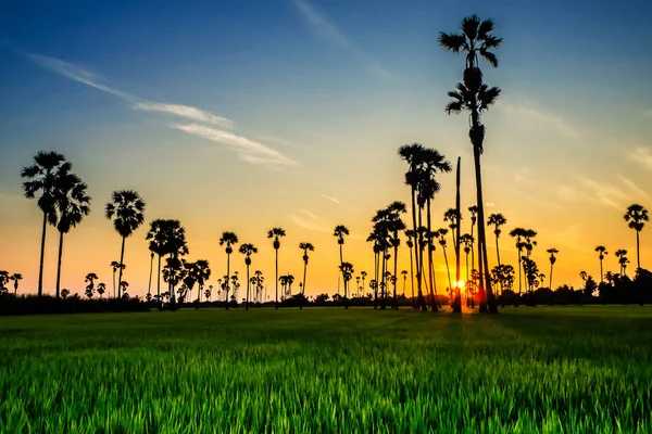 Landschaft Zuckerpalmen Und Reisfeld Mit Sonnenuntergang — Stockfoto