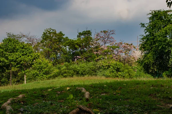 Пейзаж Дерева Парке — стоковое фото