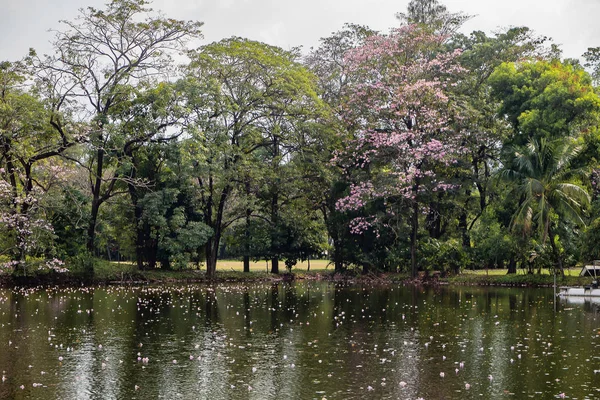 Baumlandschaft Park — Stockfoto