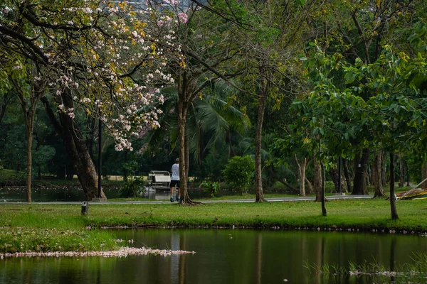 Baumlandschaft Park — Stockfoto