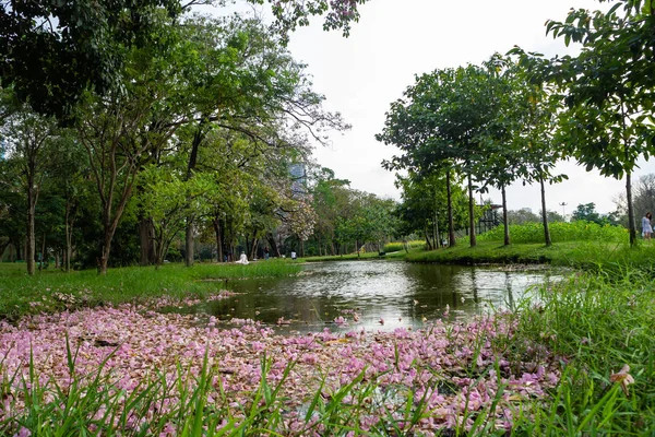 Landscape Tree Park — Stock Photo, Image