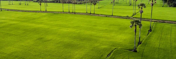 Paisaje Palmeras Azúcar Campo Arroz — Foto de Stock