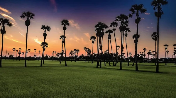 Landschap Suiker Palmbomen Rijst Veld — Stockfoto