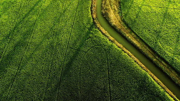 Landschaft Zuckerpalmen Und Reisfeld — Stockfoto