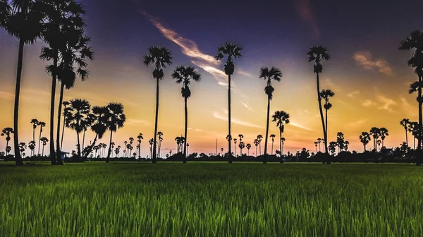 Tanaman Kelapa Sawit Dan Sawah — Stok Foto