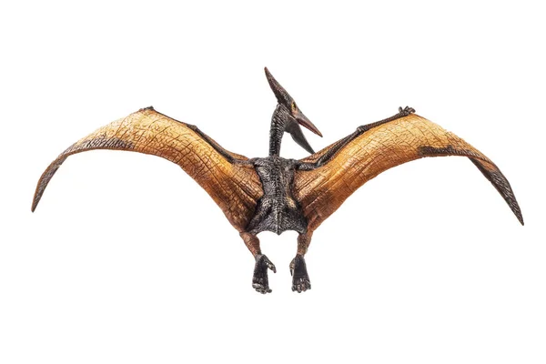 Pteranodon Pterodactyl Dinosaur White Background — Stock Photo, Image