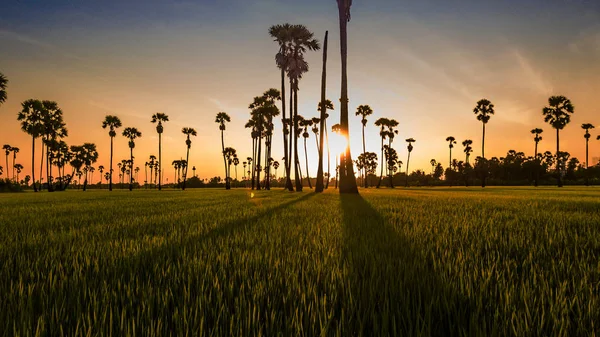 Landschap Suiker Palmbomen Rijst Veld — Stockfoto