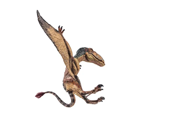 Dimorphodon Динозаврів Білому Тлі — стокове фото