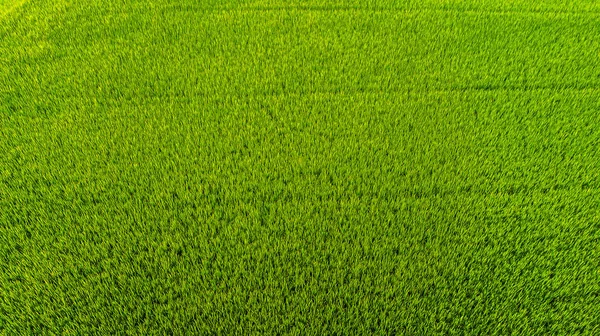 Close Rice Field — Stock Photo, Image