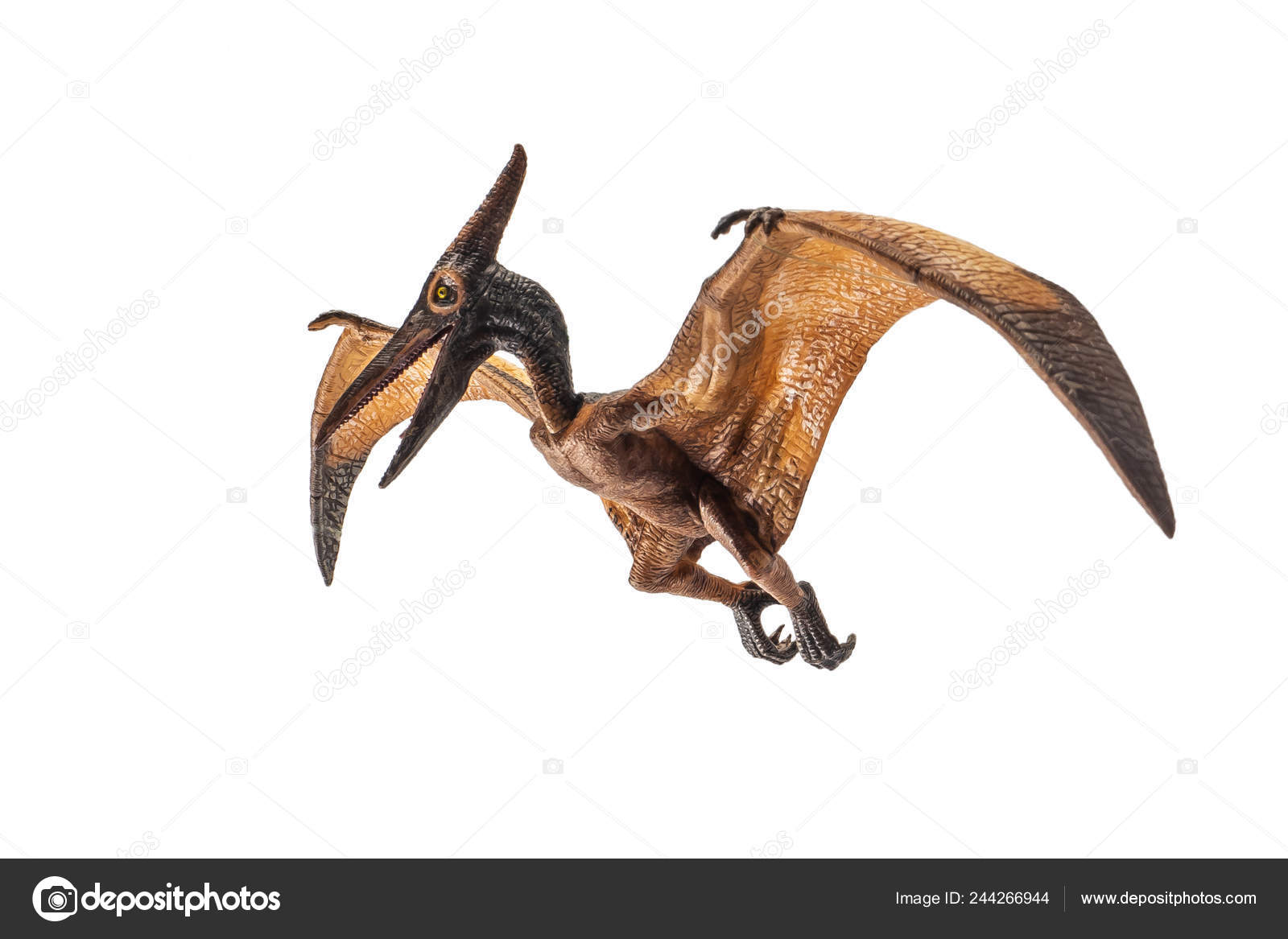 Pteranodon Pterodactyl Dinosaur White Background Stock Photo by  ©meenstockphoto@gmail.com 244266944