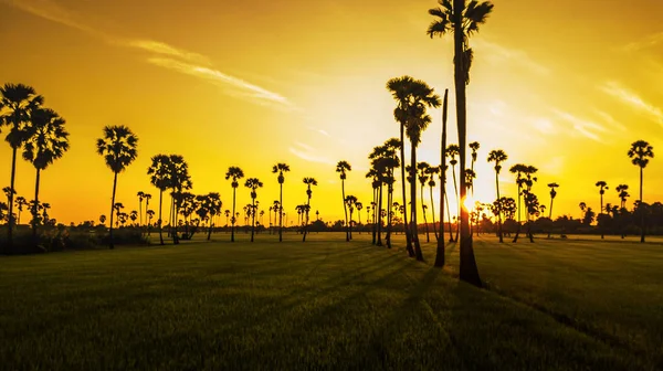 Landschap Suiker Palmbomen Rijst Veld — Stockfoto