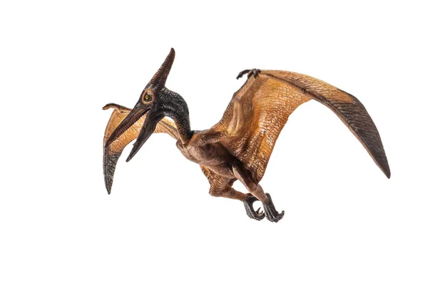 Динозавр Pteranodon Pterodactyl Білому Тлі — стокове фото