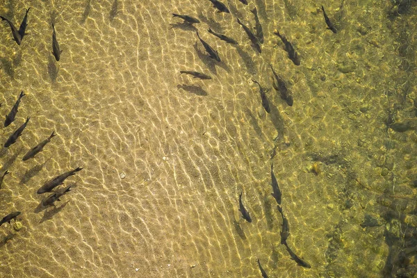 Peixe na água — Fotografia de Stock