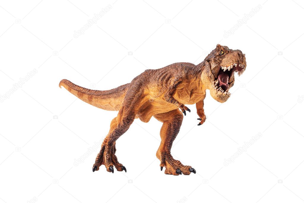Tyrannosaurus rex  , Dinosaur on white background
