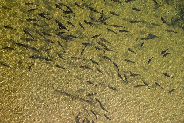 Peces en el agua — Foto de Stock