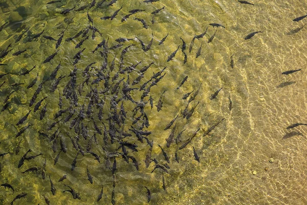 Fish in the water — Stock Photo, Image