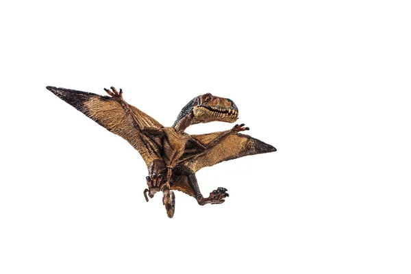 Dimorphodon dinoszaurusz fehér háttér — Stock Fotó