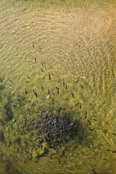 Fish in the water — Stock Photo, Image