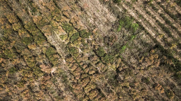 Floresta seca, floresta de outono em vista aérea — Fotografia de Stock