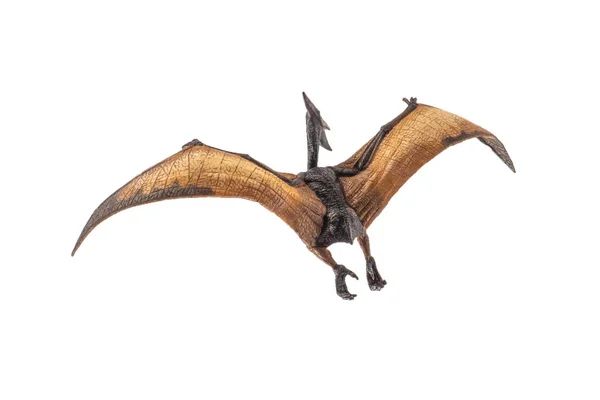 Pteranodon (Pterodáctilo) Dinosaurio sobre fondo blanco —  Fotos de Stock