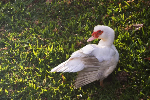 Pato de pie junto a un estanque —  Fotos de Stock