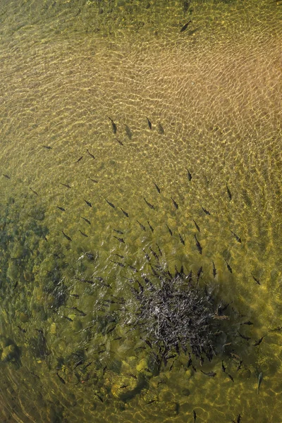 Fish in the water — Stock Photo, Image