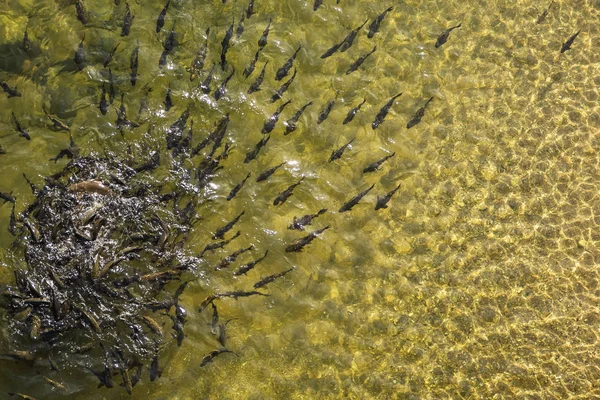 Fish in the water — Stock Photo, Image