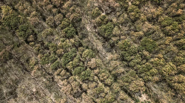 Orman, havadan görünümü sonbahar ormanda Kuru — Stok fotoğraf