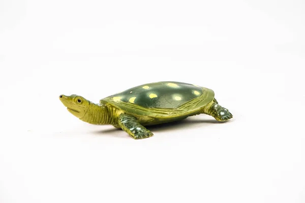 Skildpadde på hvid baggrund - Stock-foto