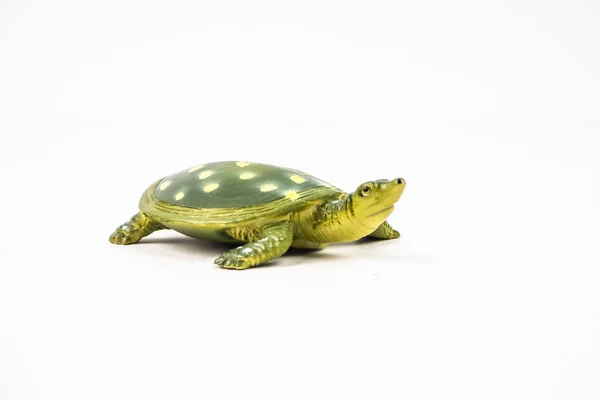 Черепаха на белом фоне — стоковое фото