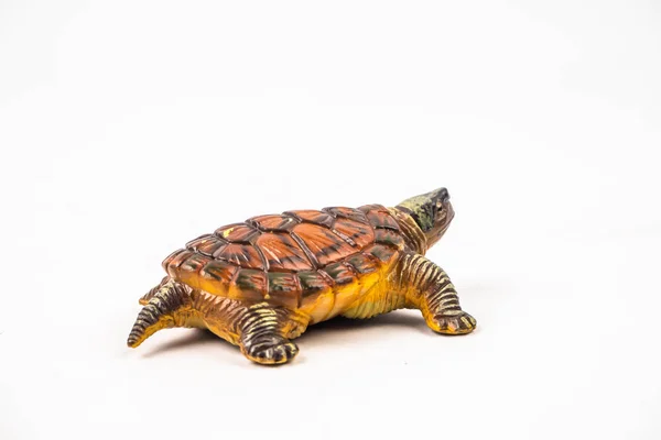 白背海龟 — 图库照片