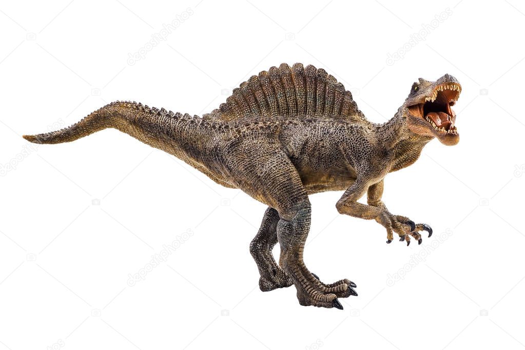 Spinosaurus  ,dinosaur on white background 