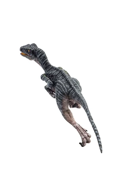 Velociraptor, dinossauro sobre fundo branco — Fotografia de Stock