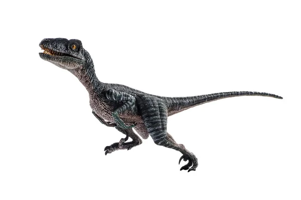 Velociraptor, dinoszaurusz fehér alapon — Stock Fotó