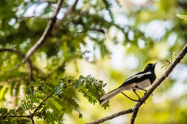 Orientální Magpie Robin krásný pták, — Stock fotografie