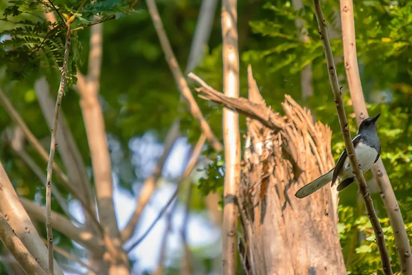 Rotkehlchen Rotkehlchen der schöne Vogel, — Stockfoto