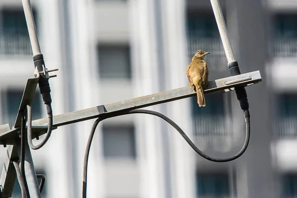 Os pássaros estão na antena. . — Fotografia de Stock