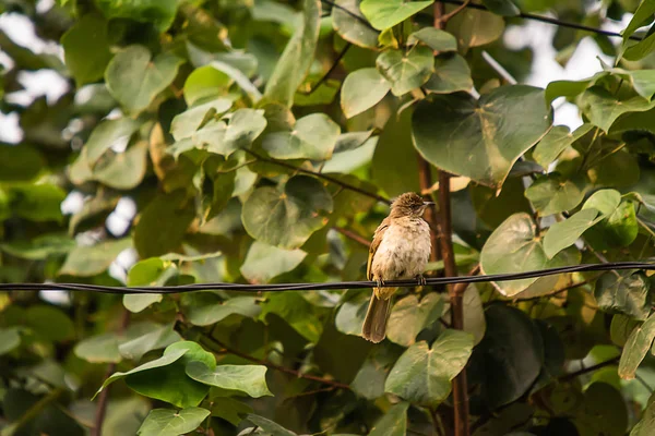 Ocasní pták na stromě — Stock fotografie